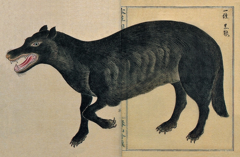 Japanese wolf (Canis lupus hodophilax); DISPLAY FULL IMAGE.