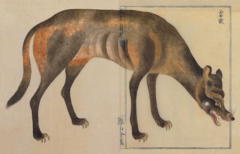 Japanese wolf (Canis lupus hodophilax); DISPLAY FULL IMAGE.