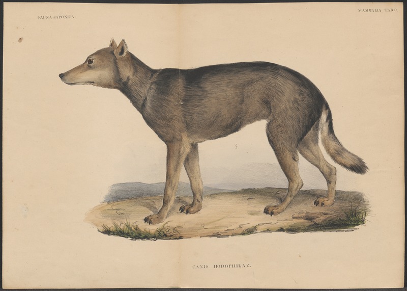 Japanese wolf (Canis lupus hodophilax); DISPLAY FULL IMAGE.