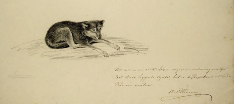 Japanese wolf (Canis lupus hodophilax); DISPLAY FULL IMAGE.