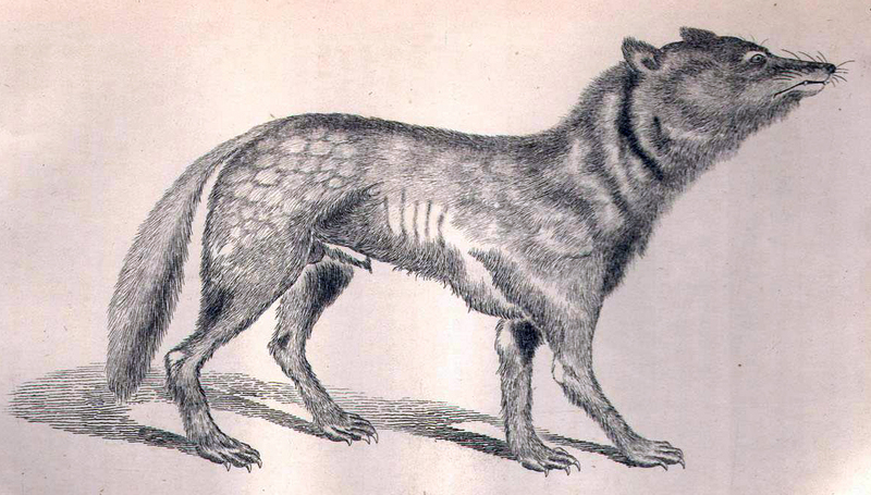 Japanese wolf (Canis lupus hodophilax); DISPLAY FULL IMAGE.