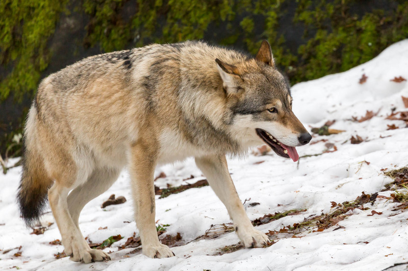 Eurasian wolf (Canis lupus lupus); DISPLAY FULL IMAGE.