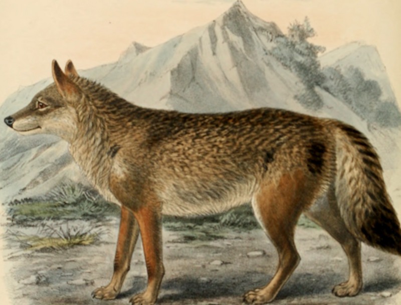 Eurasian wolf (Canis lupus lupus); DISPLAY FULL IMAGE.