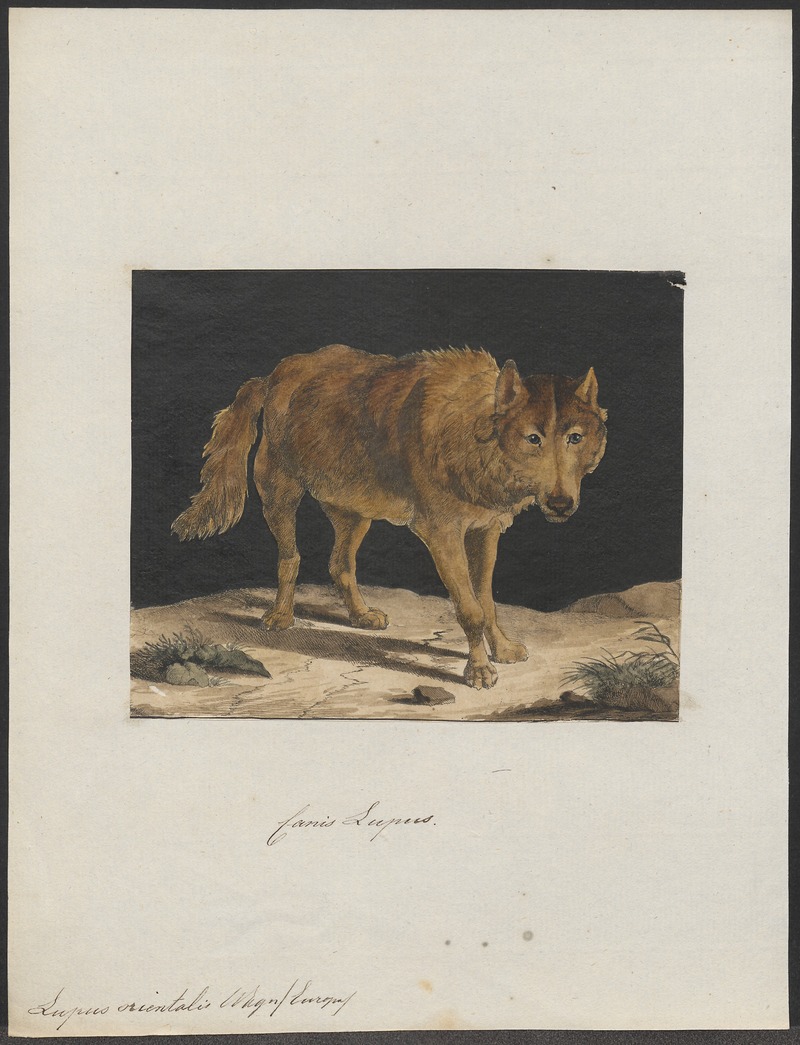 Eurasian wolf (Canis lupus lupus); DISPLAY FULL IMAGE.