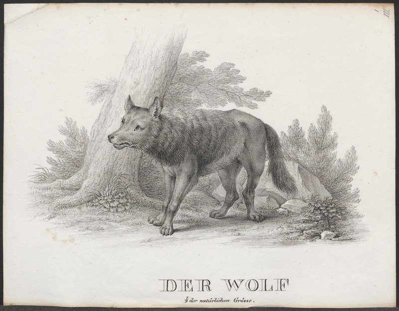Eurasian wolf (Canis lupus lupus); DISPLAY FULL IMAGE.