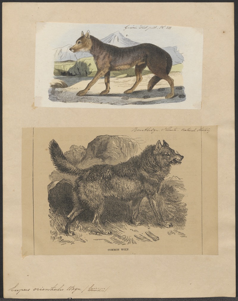 Eurasian wolf (Canis lupus lupus); DISPLAY FULL IMAGE.