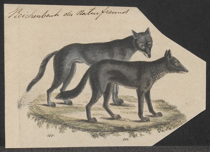 eastern wolf (Canis lupus lycaon, Canis lycaon); DISPLAY FULL IMAGE.