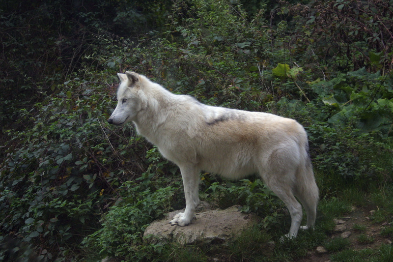 Mackenzie River wolf (Canis lupus mackenzii); DISPLAY FULL IMAGE.