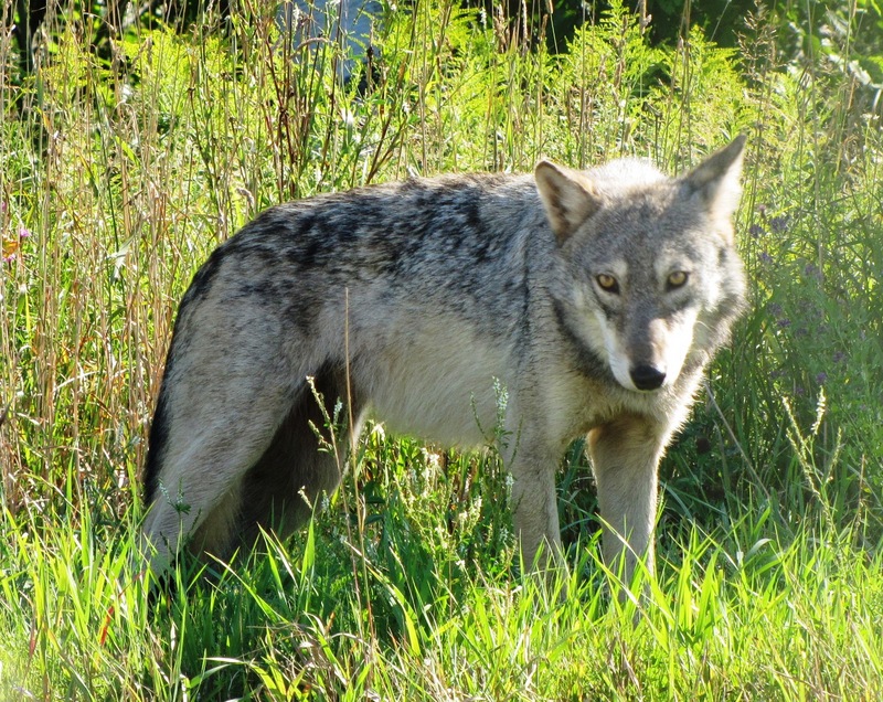 Great Plains wolf (Canis lupus nubilus); DISPLAY FULL IMAGE.
