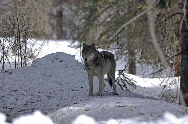 northwestern wolf (Canis lupus occidentalis); DISPLAY FULL IMAGE.