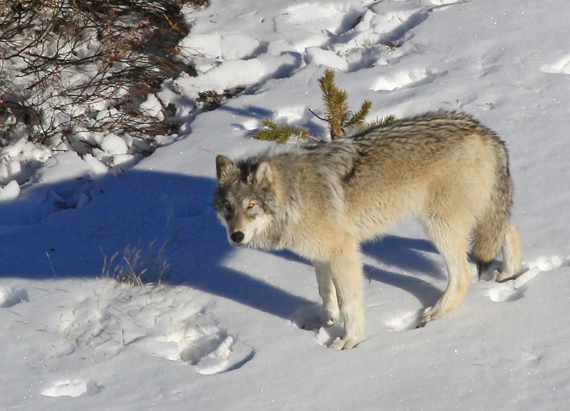 northwestern wolf (Canis lupus occidentalis); DISPLAY FULL IMAGE.