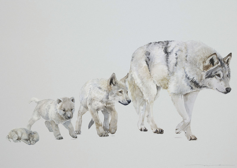 northwestern wolf (Canis lupus occidentalis); DISPLAY FULL IMAGE.