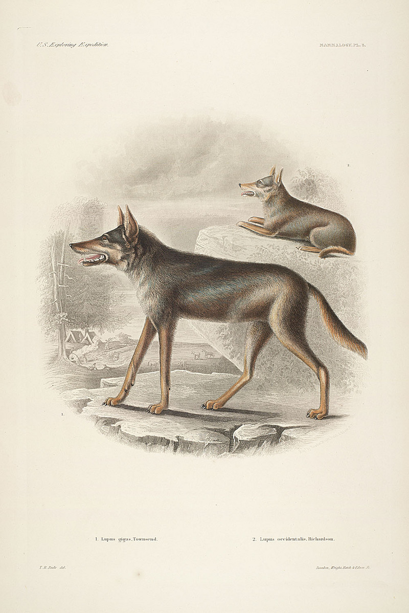 northwestern wolf (Canis lupus occidentalis); DISPLAY FULL IMAGE.