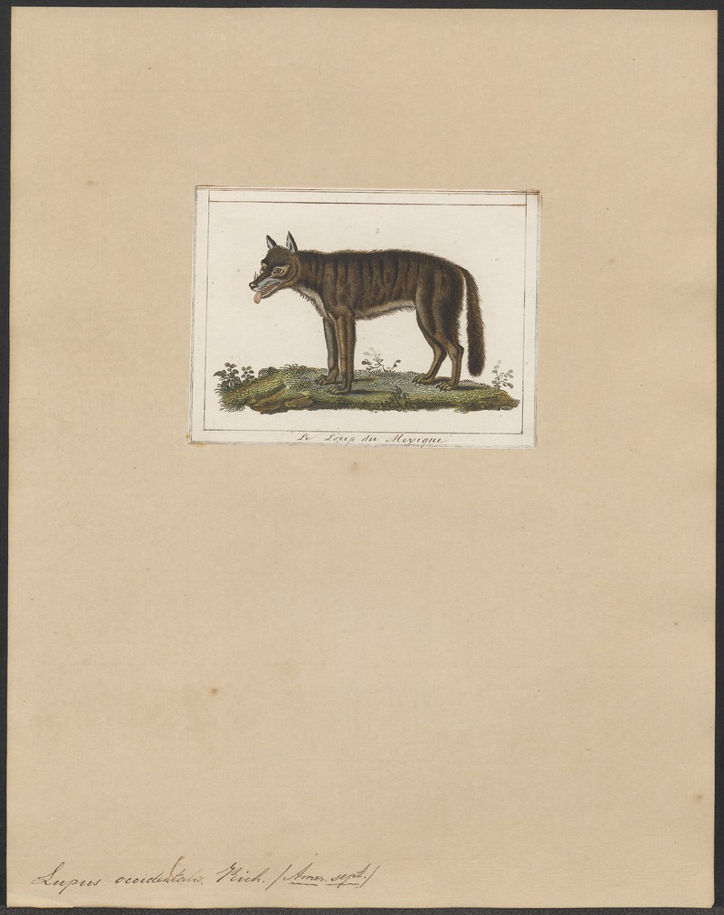 northwestern wolf (Canis lupus occidentalis); DISPLAY FULL IMAGE.
