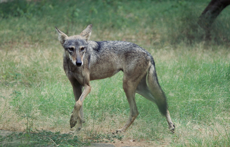 Indian wolf (Canis lupus pallipes); DISPLAY FULL IMAGE.