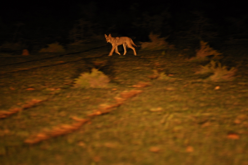 Indian wolf (Canis lupus pallipes); DISPLAY FULL IMAGE.