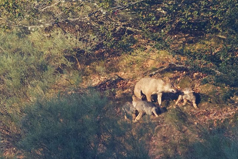 Iberian wolf (Canis lupus signatus); DISPLAY FULL IMAGE.