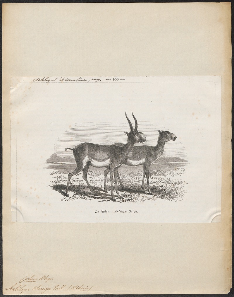 saiga antelope (Saiga tatarica); DISPLAY FULL IMAGE.