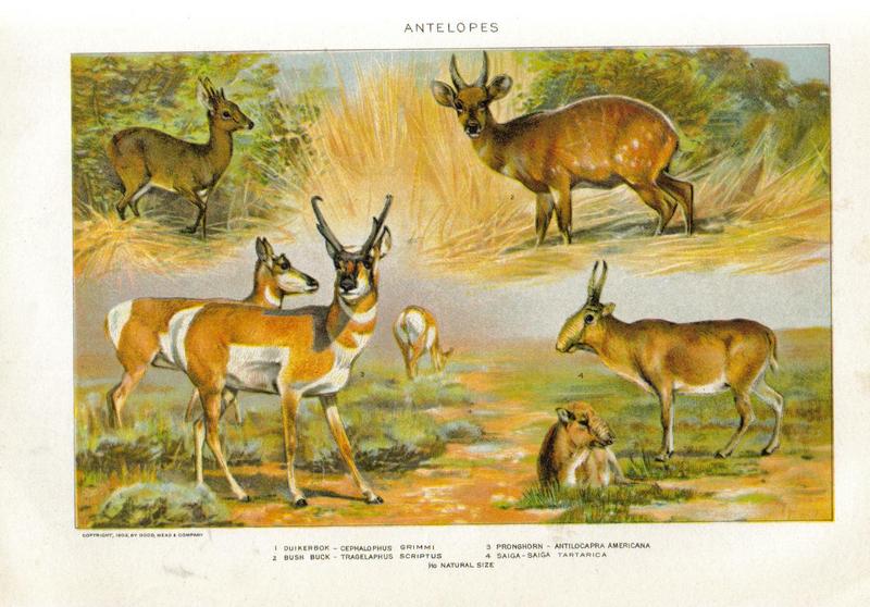 common duiker (Sylvicapra grimmia), kéwel (Tragelaphus scriptus), pronghorn antelope (Antilocapra americana), saiga antelope (Saiga tatarica); DISPLAY FULL IMAGE.