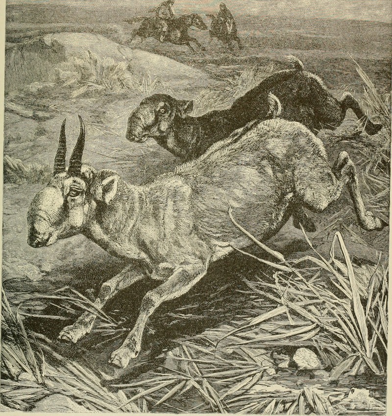 saiga antelope (Saiga tatarica); DISPLAY FULL IMAGE.