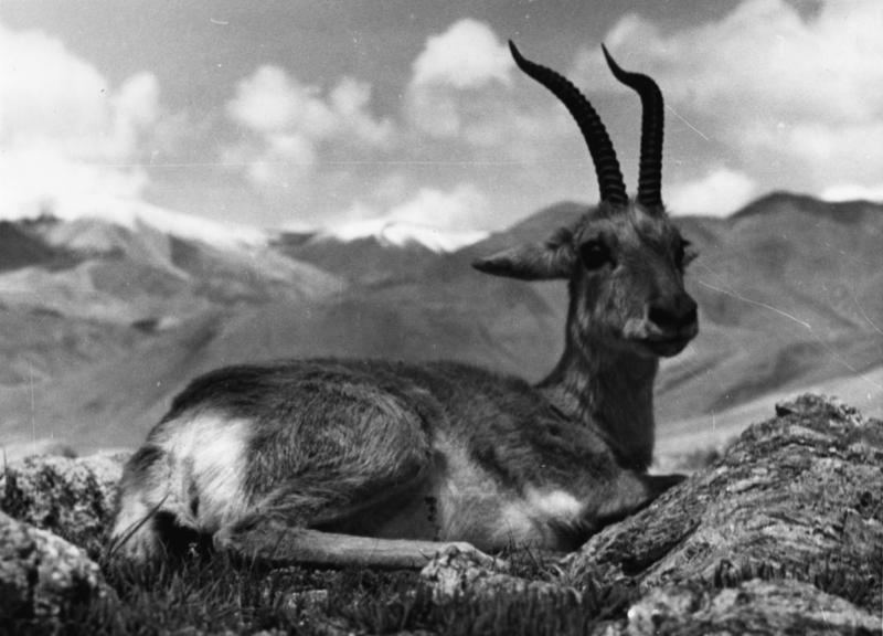 Tibetan gazelle, goa (Procapra picticaudata); DISPLAY FULL IMAGE.