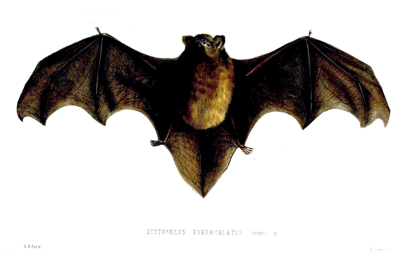 New Zealand long-tailed bat (Chalinolobus tuberculata); DISPLAY FULL IMAGE.