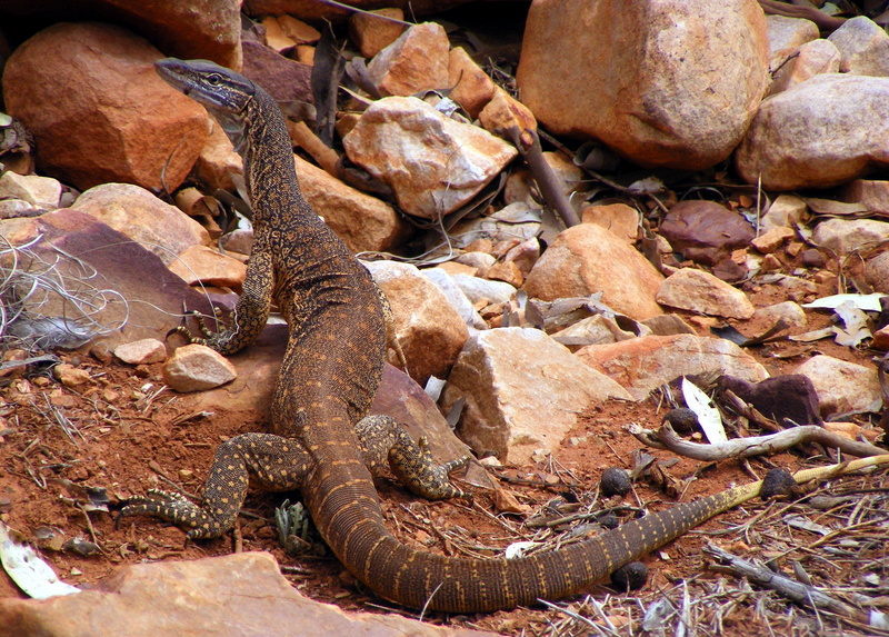 Gould's monitor, sand goanna (Varanus gouldii); DISPLAY FULL IMAGE.