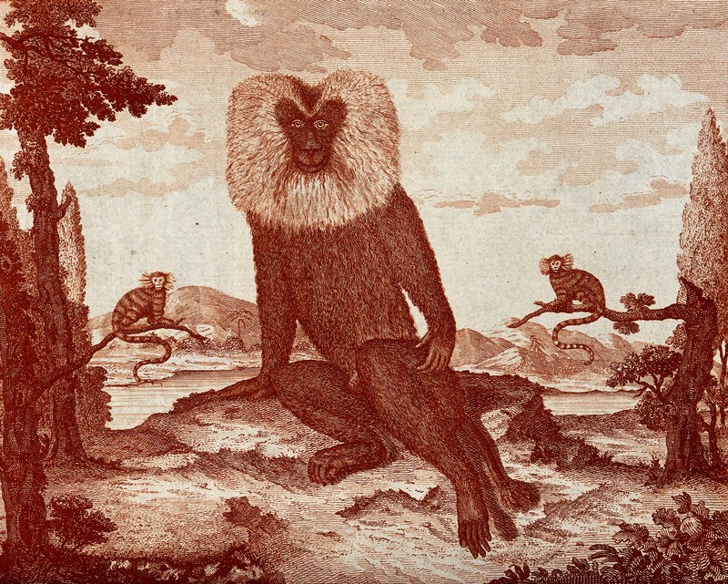 hamadryas baboon, sacred baboon (Papio hamadryas); DISPLAY FULL IMAGE.