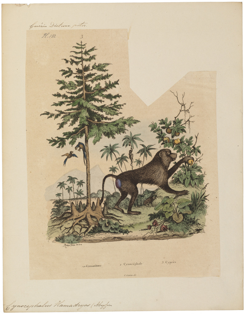 hamadryas baboon, sacred baboon (Papio hamadryas); DISPLAY FULL IMAGE.