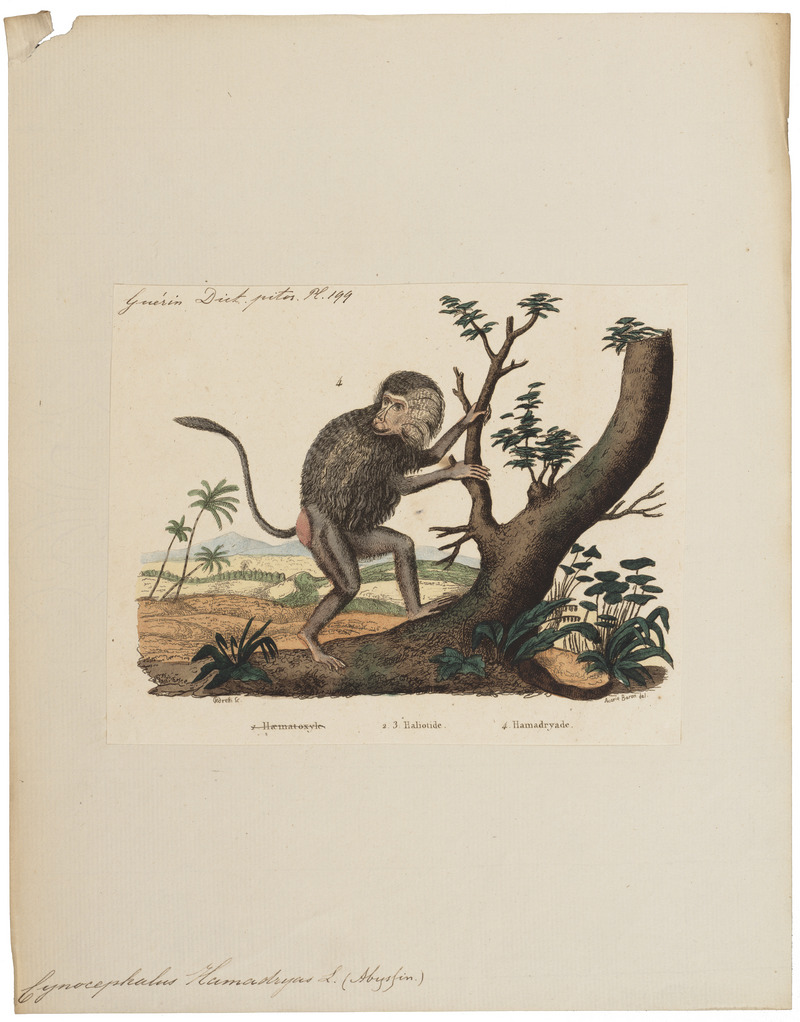 hamadryas baboon, sacred baboon (Papio hamadryas); DISPLAY FULL IMAGE.