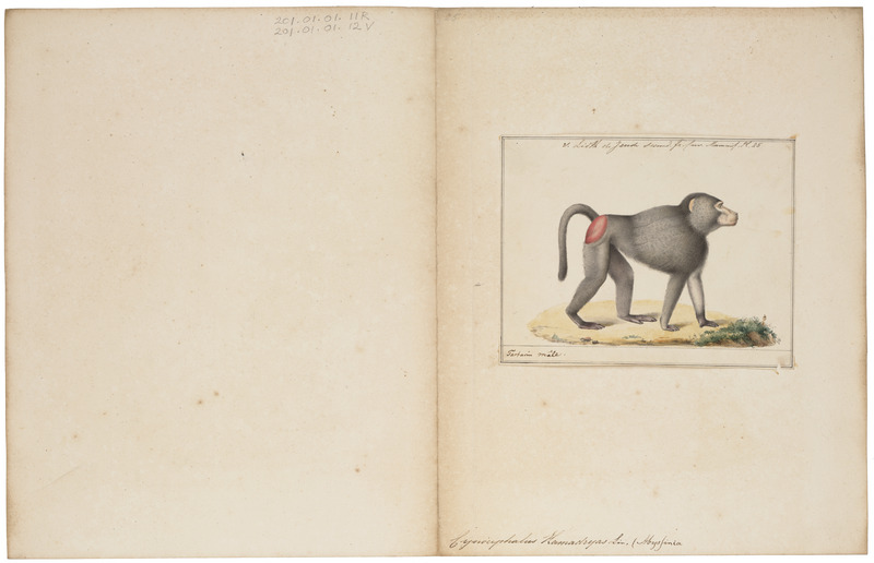 hamadryas baboon, sacred baboon (Papio hamadryas); DISPLAY FULL IMAGE.