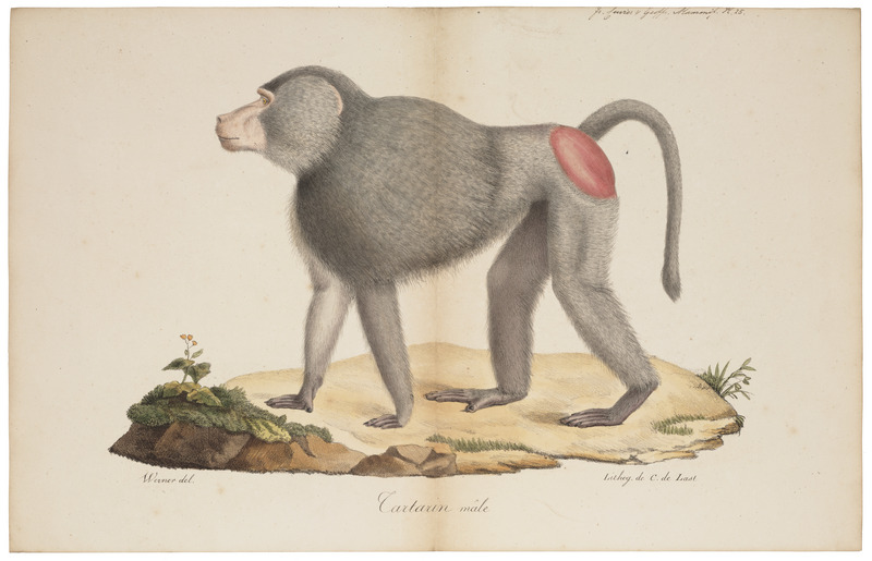 hamadryas baboon, sacred baboon (Papio hamadryas); DISPLAY FULL IMAGE.