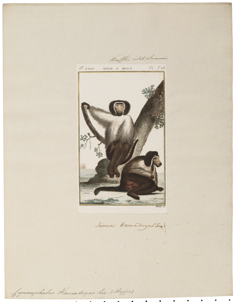 hamadryas baboon, sacred baboon (Papio hamadryas); DISPLAY FULL IMAGE.