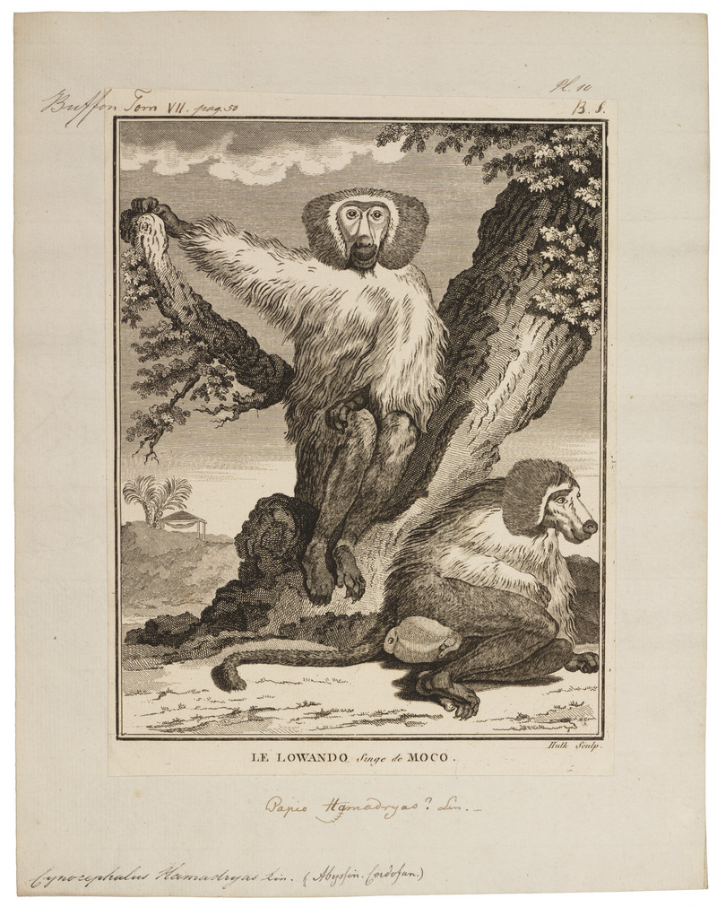 hamadryas baboon, sacred baboon (Papio hamadryas); DISPLAY FULL IMAGE.