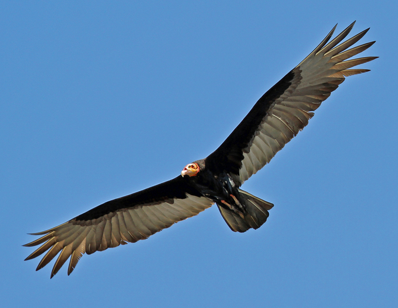 lesser yellow-headed vulture, savannah vulture (Cathartes burrovianus); DISPLAY FULL IMAGE.