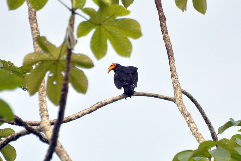 greater yellow-headed vulture, forest vulture (Cathartes melambrotus); DISPLAY FULL IMAGE.