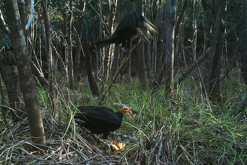 greater yellow-headed vulture, forest vulture (Cathartes melambrotus); DISPLAY FULL IMAGE.