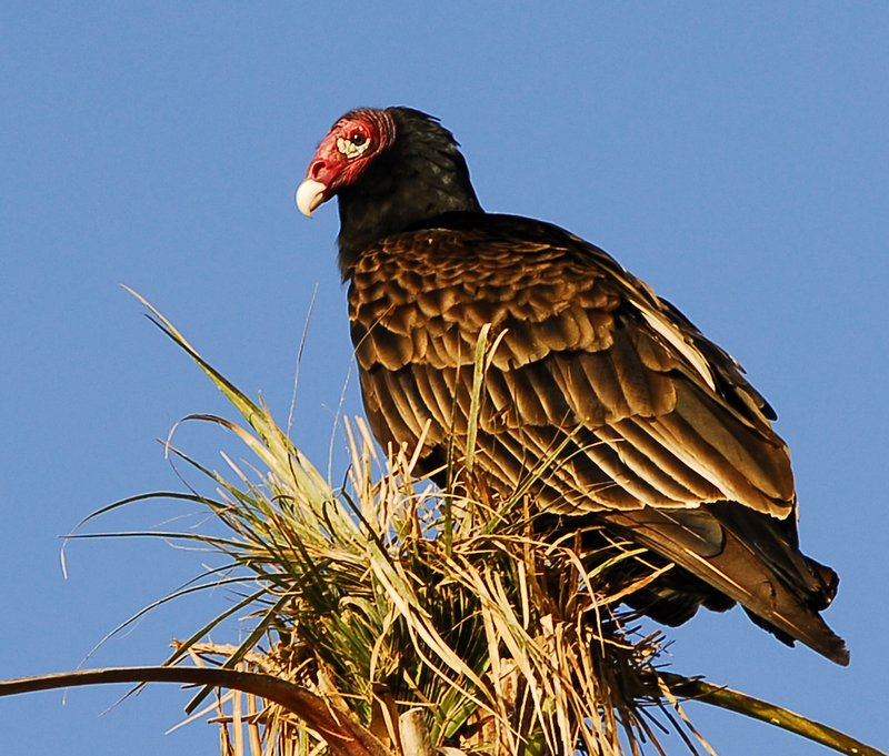 turkey vulture, turkey buzzard (Cathartes aura); DISPLAY FULL IMAGE.