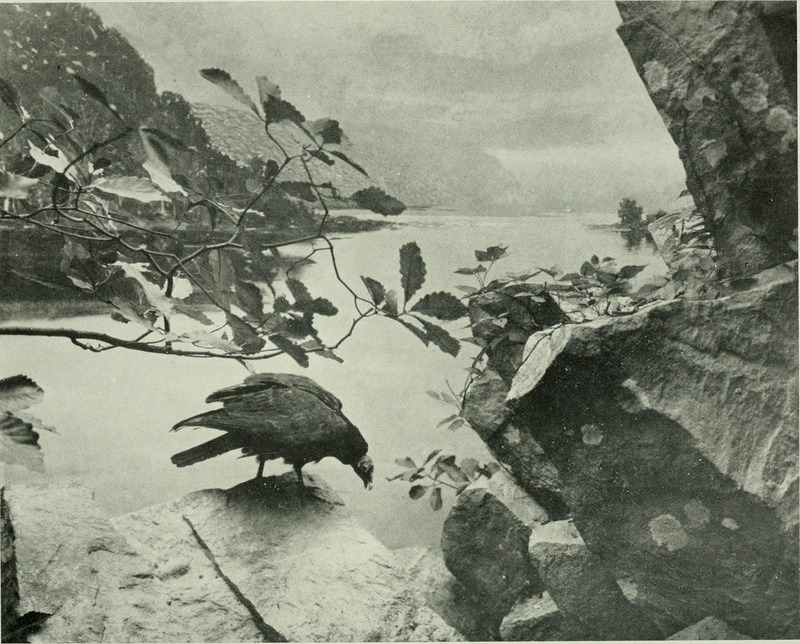 turkey vulture, turkey buzzard (Cathartes aura); DISPLAY FULL IMAGE.