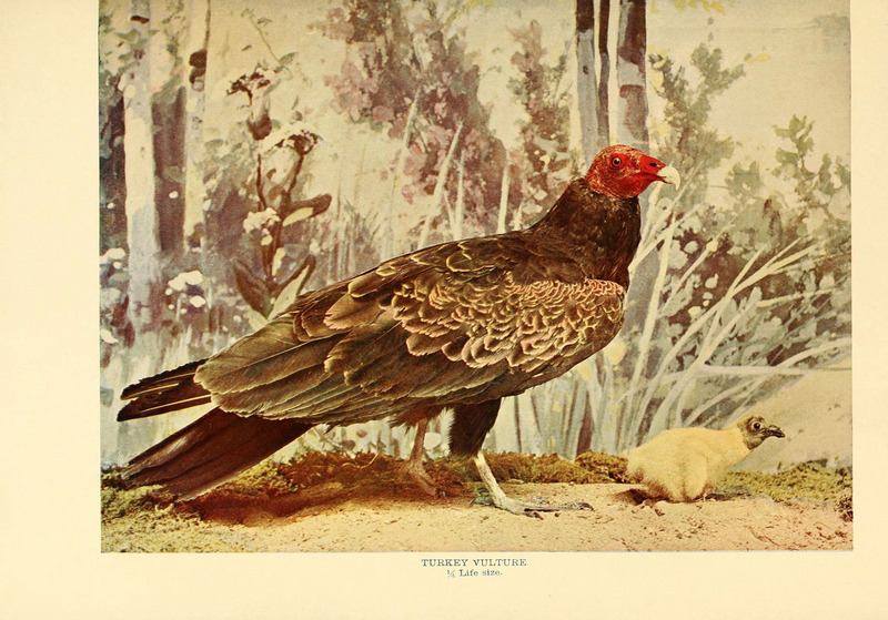 turkey vulture, turkey buzzard (Cathartes aura); DISPLAY FULL IMAGE.