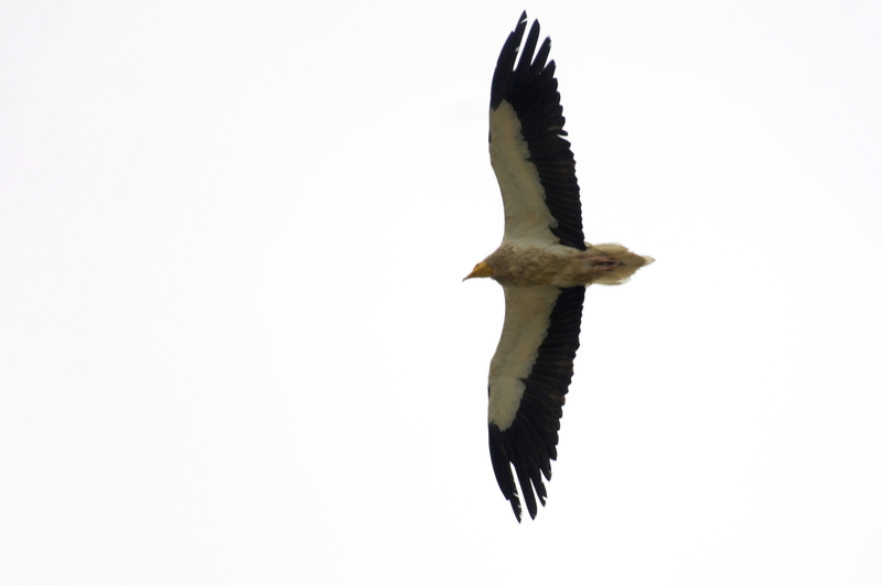 Egyptian vulture (Neophron percnopterus); DISPLAY FULL IMAGE.