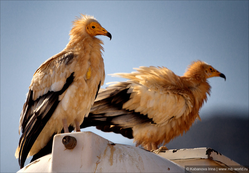 Egyptian vulture (Neophron percnopterus); DISPLAY FULL IMAGE.