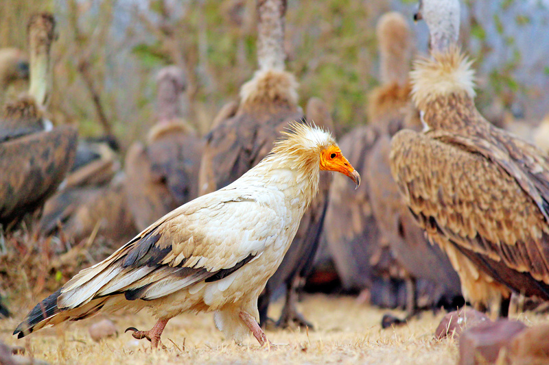 Egyptian vulture (Neophron percnopterus); DISPLAY FULL IMAGE.