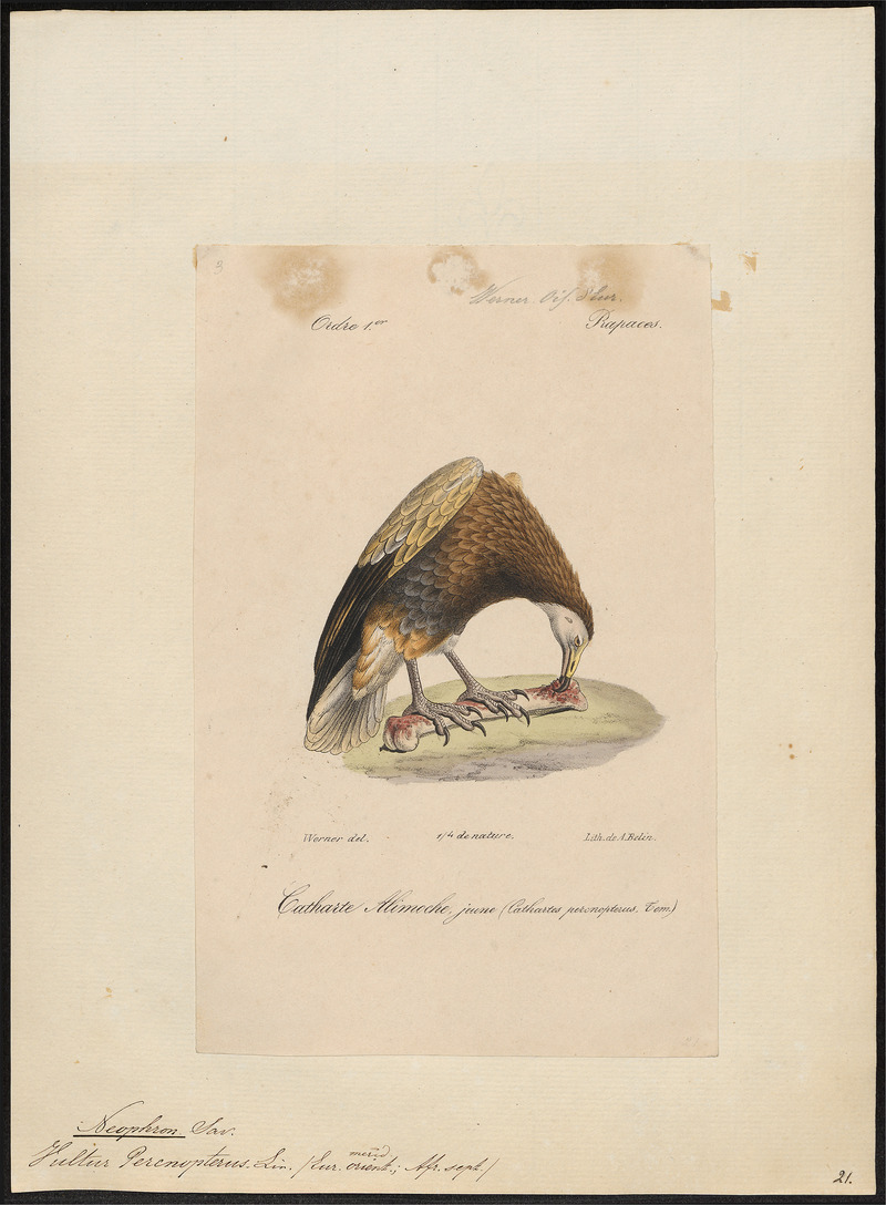 Egyptian vulture (Neophron percnopterus); DISPLAY FULL IMAGE.