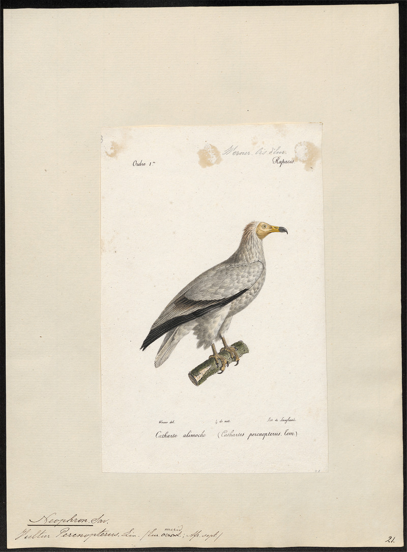 Egyptian vulture (Neophron percnopterus); DISPLAY FULL IMAGE.