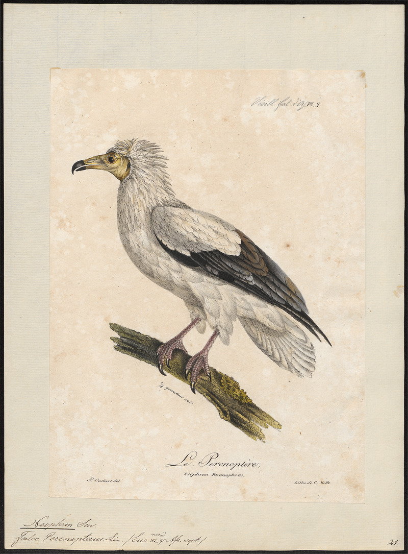 Egyptian vulture (Neophron percnopterus); DISPLAY FULL IMAGE.