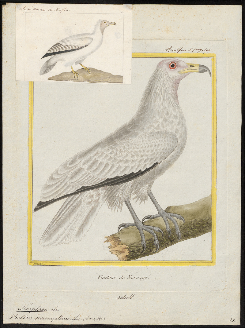 Egyptian vulture (Neophron percnopterus); DISPLAY FULL IMAGE.