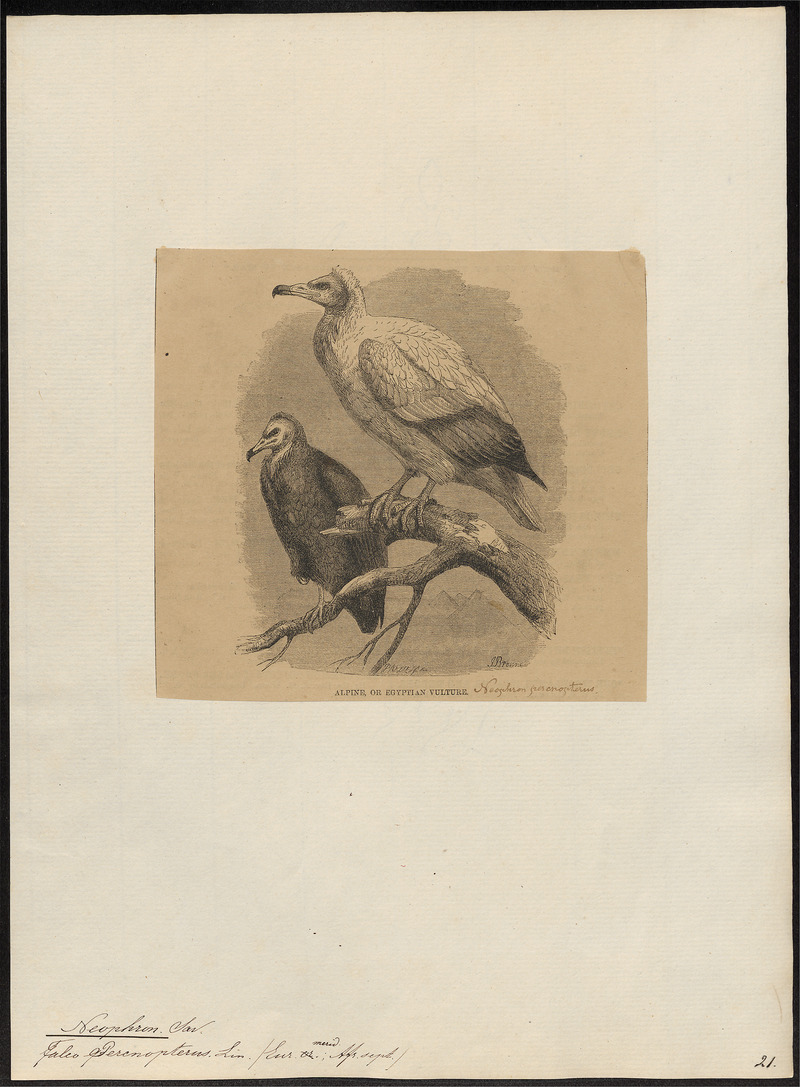 Egyptian vulture (Neophron percnopterus); DISPLAY FULL IMAGE.