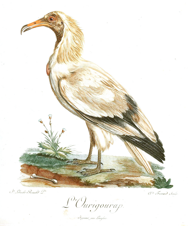 Egyptian vulture (Neophron percnopterus); DISPLAY FULL IMAGE.