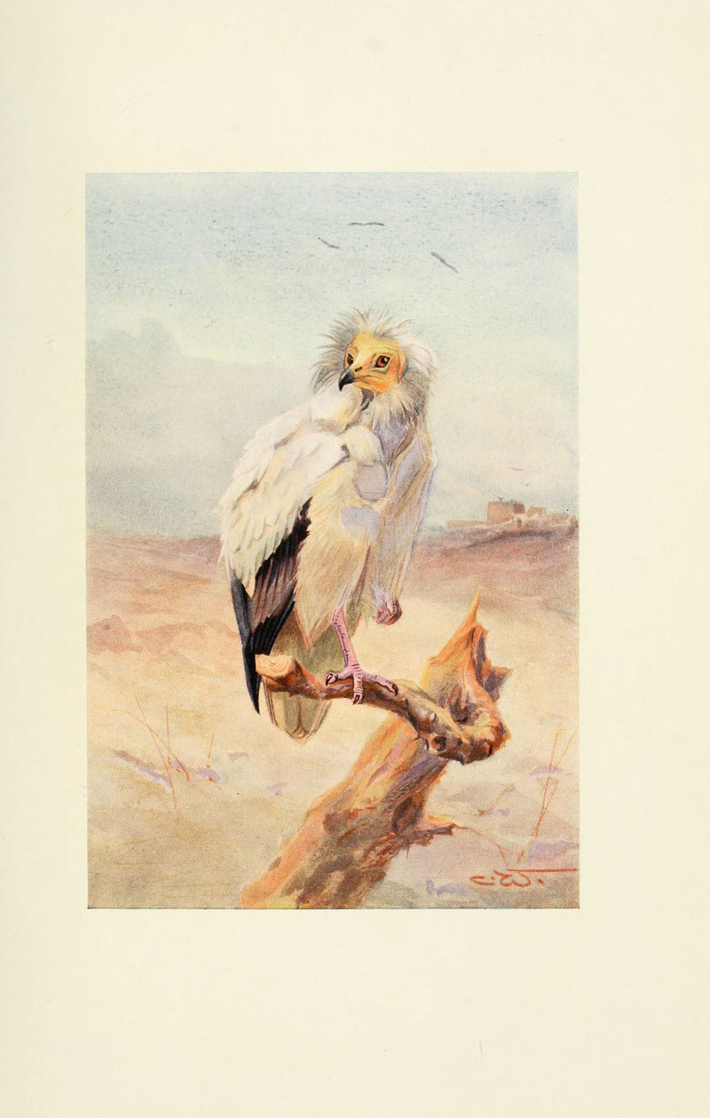 Egyptian vulture (Neophron percnopterus); DISPLAY FULL IMAGE.